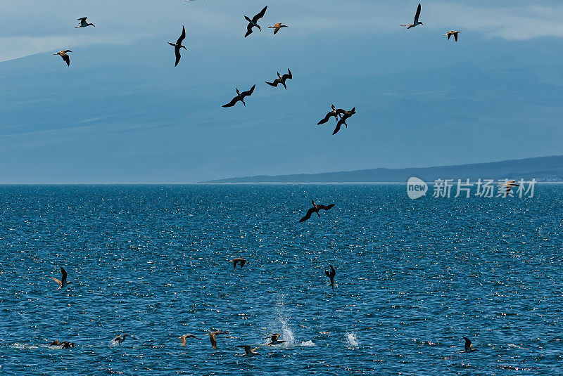 蓝脚鲣鸟(Sula nebouxii)是一种海鸟，原产于东太平洋的亚热带和热带地区。潜水捕鱼。厄瓜多尔;加拉帕戈斯群岛;加拉帕戈斯群岛国家公园。Punta Mureno，伊莎贝拉岛。Albemarle岛。